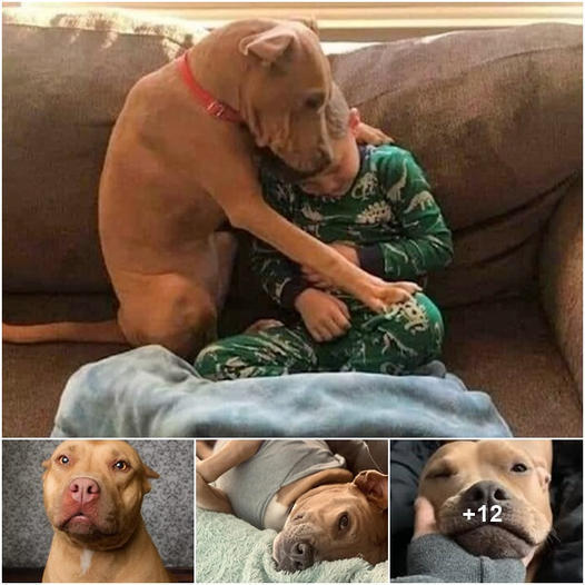 The Happiest Moment Of A Pit Bull In The First Night At Home After Leaving The Shelter