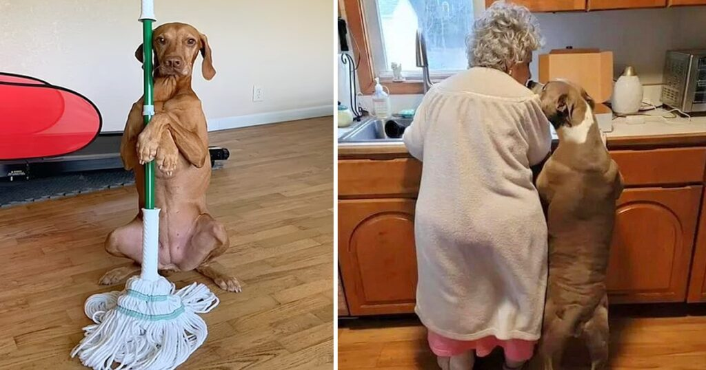 The shelter dog helps a 92-year-old woman with her daily activities, gaining widespread admiration across the internet