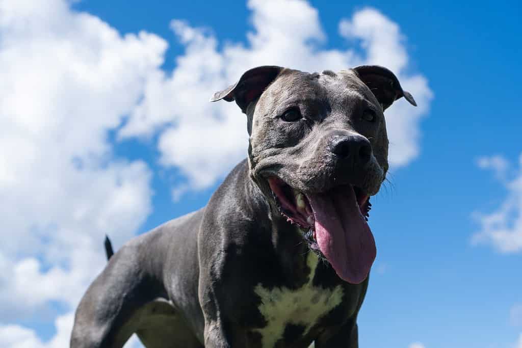 Explore the Best 30 Pitbull Dog Names