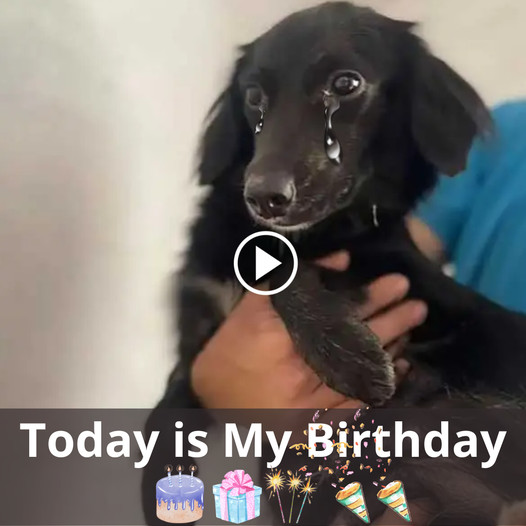 Today is the birthday of a stray dog, found in a trash can, sick and hungry, desperately looking for help to find shelter.