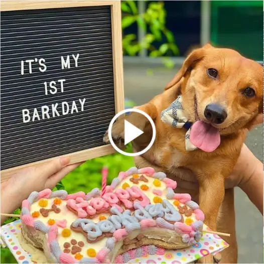 Celebrating the Birthday of a Special Pup: Wishes and Woofs Galore!