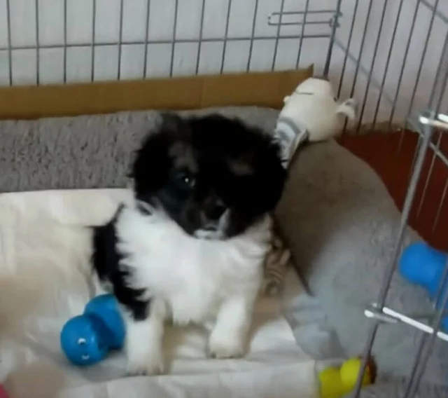 Abandoned Newborn Puppy Rescued and Now Rests Safely Indoors